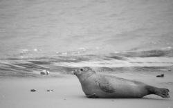 Seal relaxing by Pieter Firlefyn 